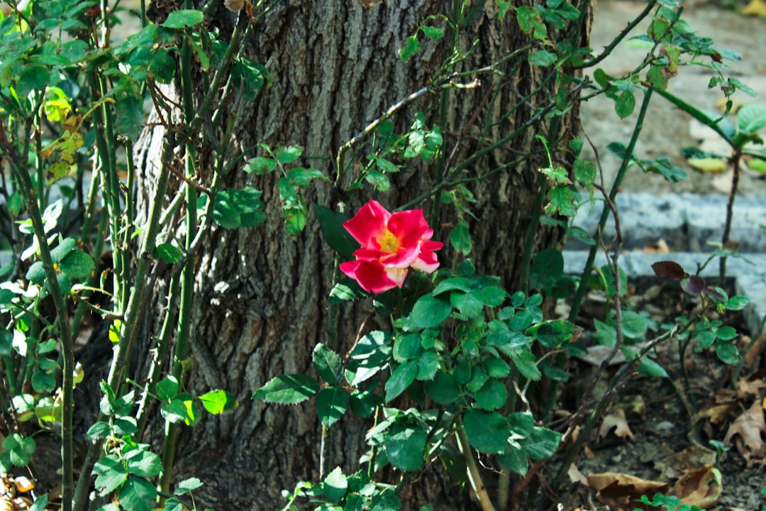 Unveiling the Secrets of Texas Rock Rose Growth