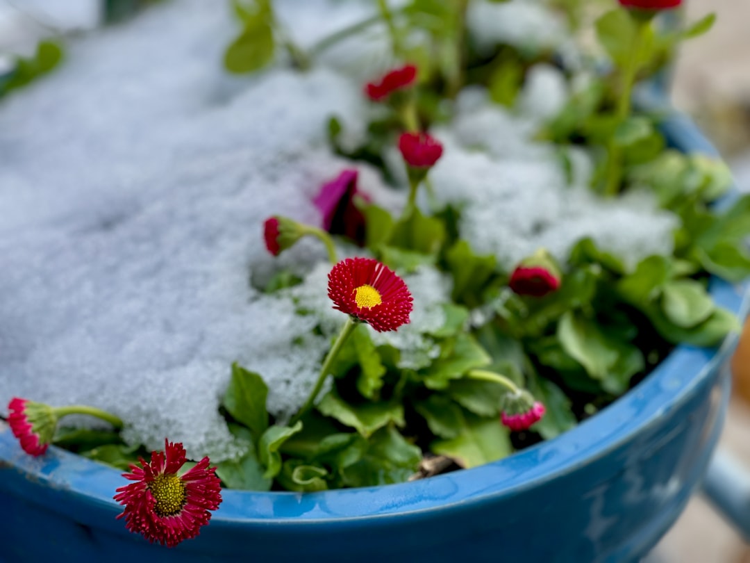 Surviving the Heat: Tips for Your Yard in Hot Weather