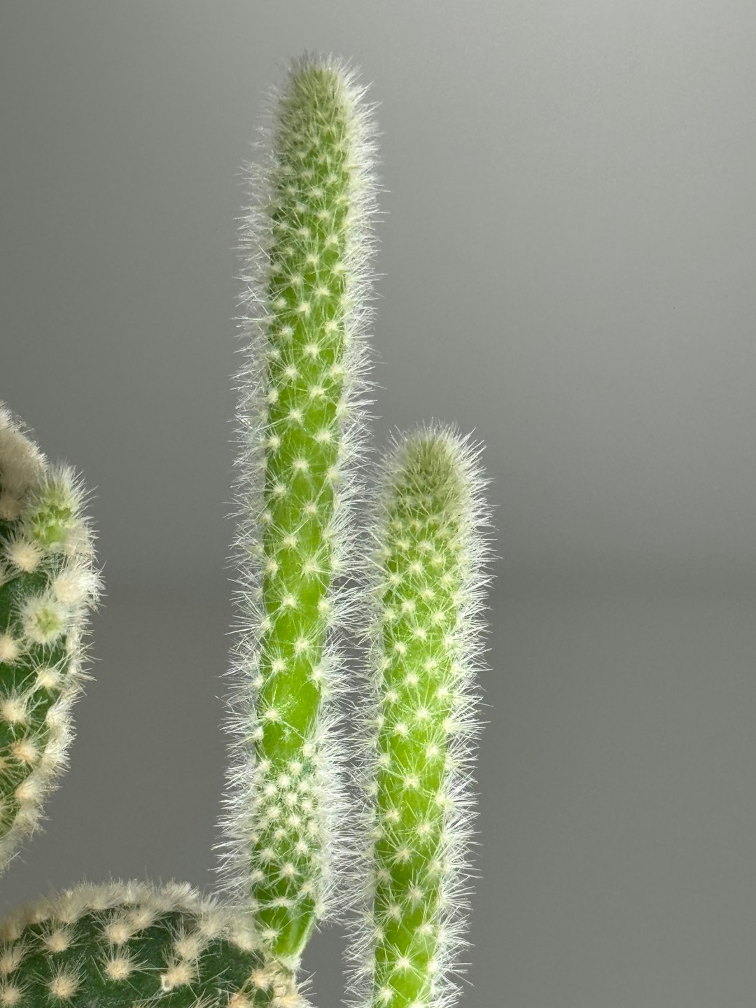 Mastering the Art of Lawn Aeration for a Thriving Yard