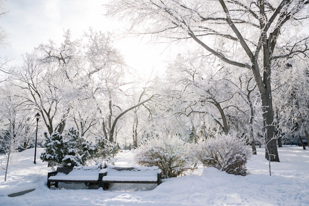 The Truth Behind Using Coffee to Make Your Christmas Cactus Bloom