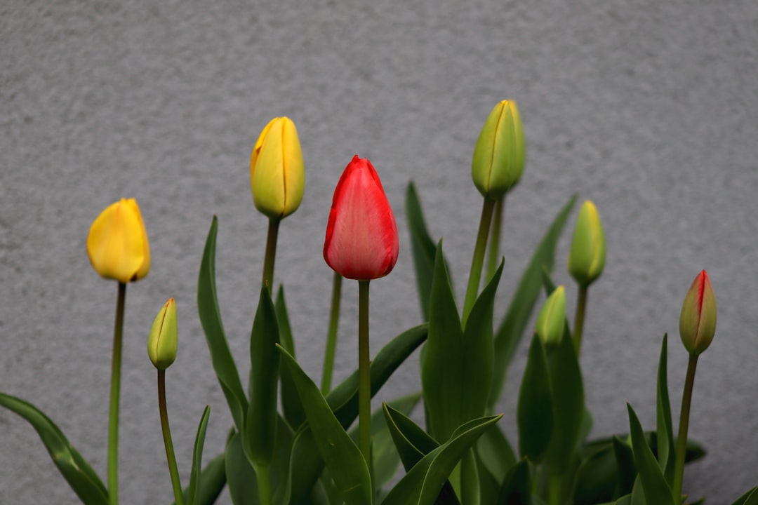 The Ideal Plants for Your Rock Garden Oasis