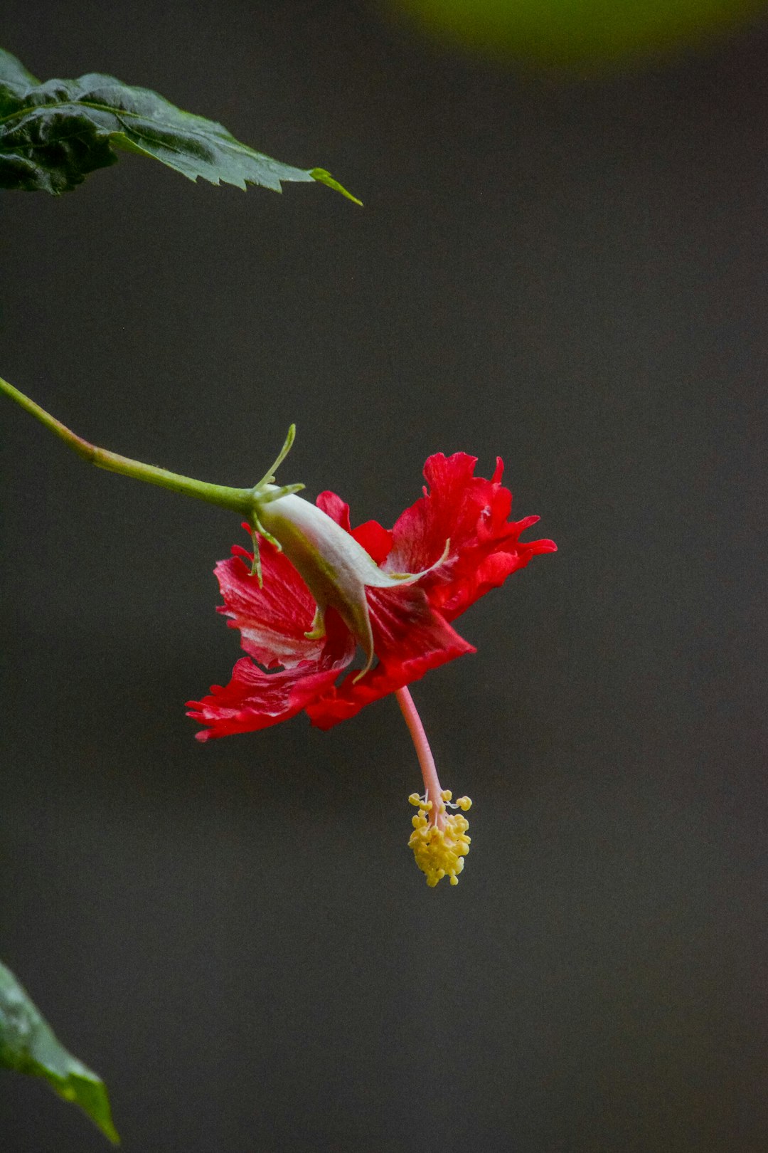 Transform Your Yard with a Bee-Friendly Paradise
