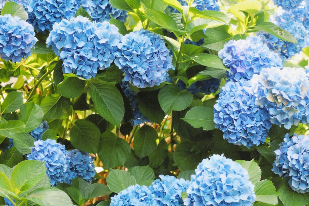 Unveiling the Beauty and Secrets of Celosia: A Gardener's Delight