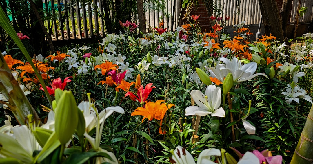The Enchanting World of Wallflowers: A Gardener's Delight