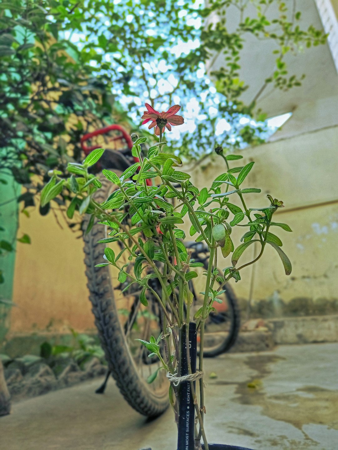The Hidden Dangers of Ants on Your Tomato Plants and How to Solve Them
