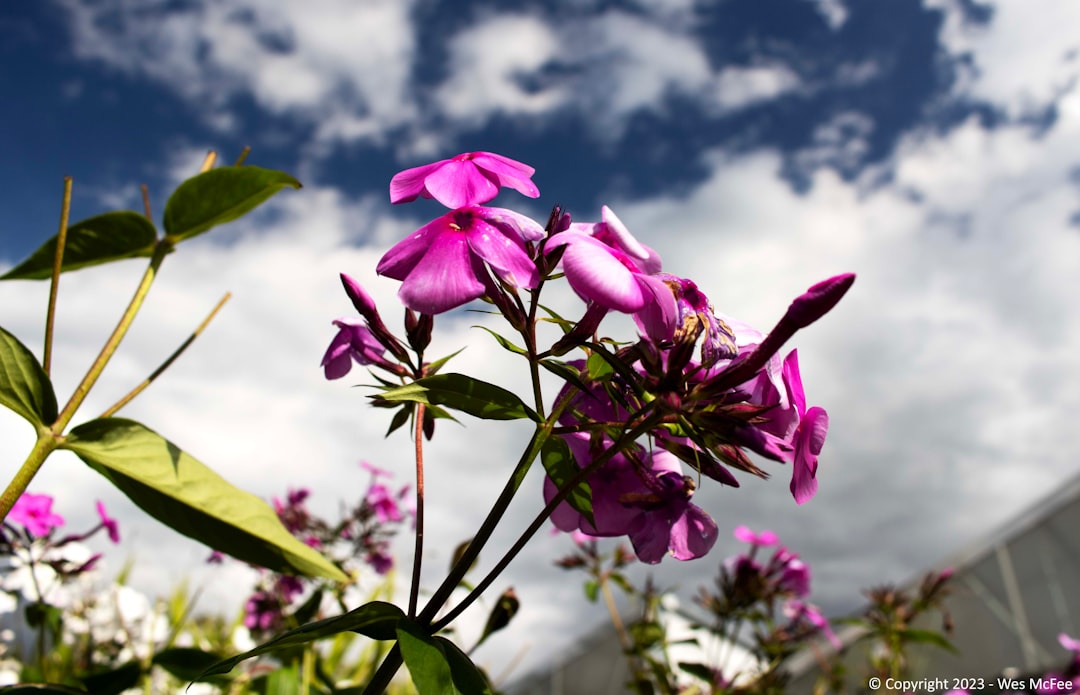 The Enchanting Allure of Native Ironweed in Floral Landscapes The Enchanting Allure of Native Ironweed in Floral Landscapes