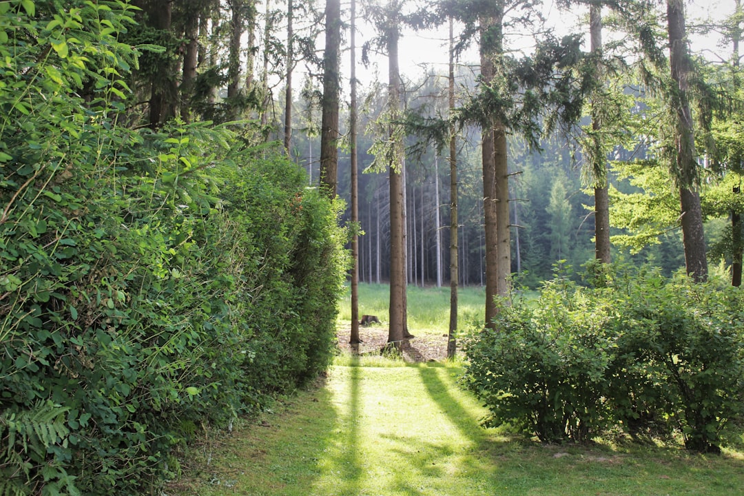 Unveiling the Secrets of a Lush Lawn: The Timing of Turf Fertilization