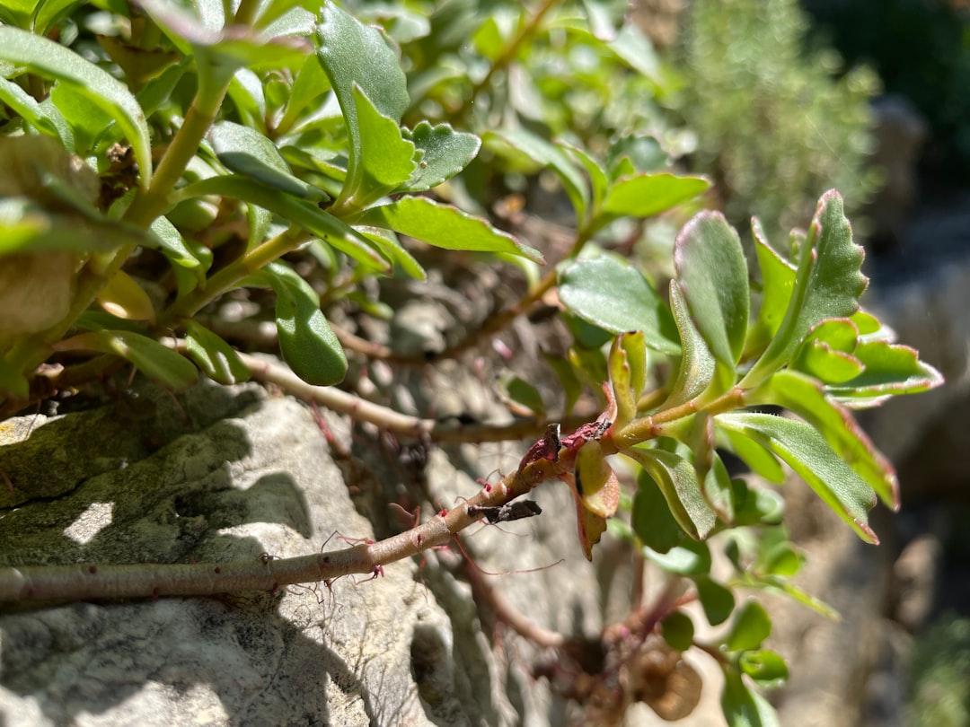 The Art of Planting Bare Root Trees: A Comprehensive Guide