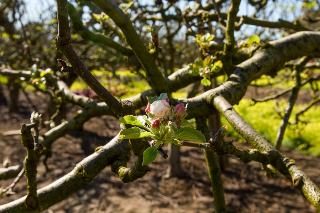 The Art of Cultivating Willows: A Comprehensive Guide