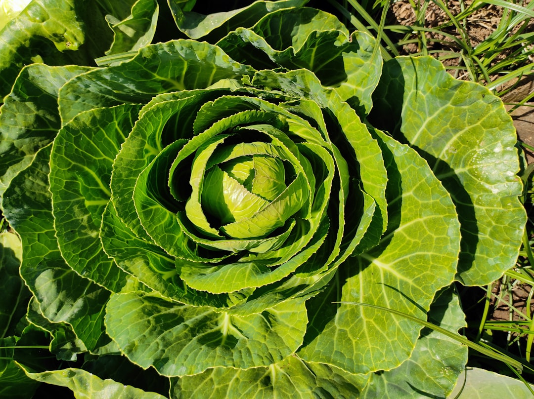 The Secret to a Mealybug-Free Indoor Garden
