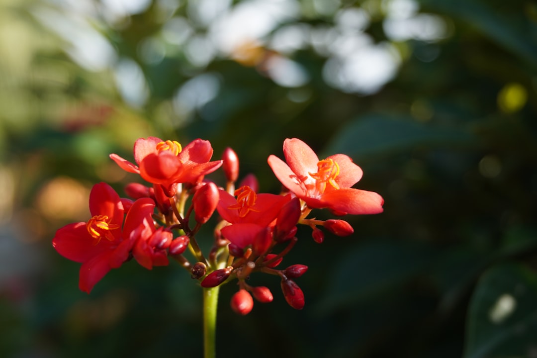 Transform Your Front Yard with Stunning Flower Bed Designs