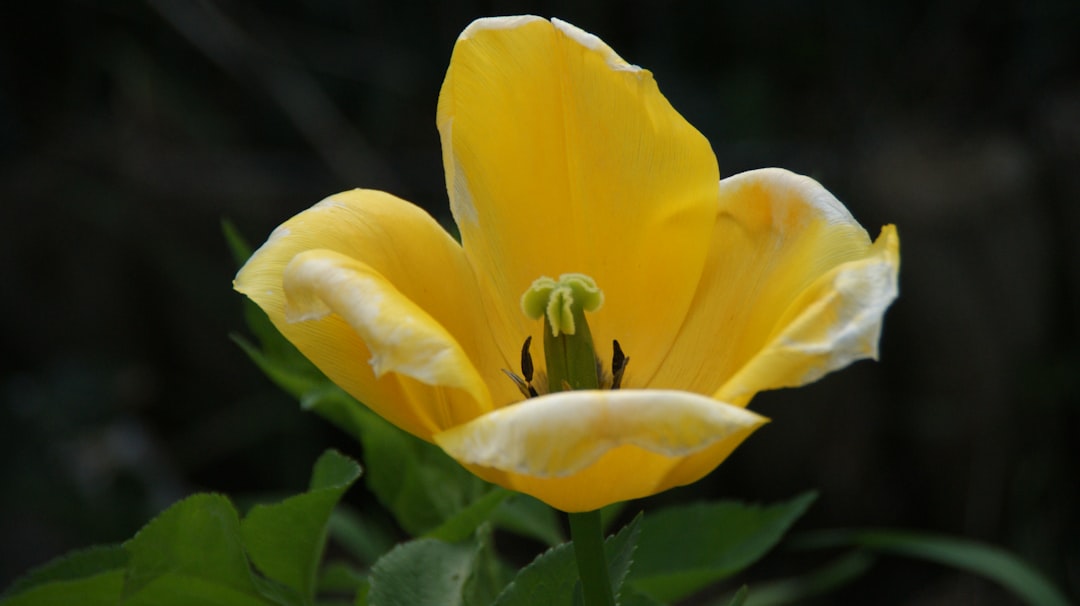 The Battle of Watering Methods for Your Beloved Houseplants