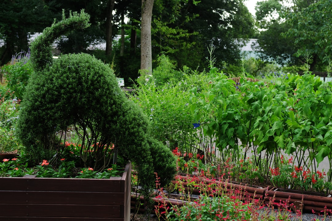 The Secret to a Decades - Long Asparagus Harvest