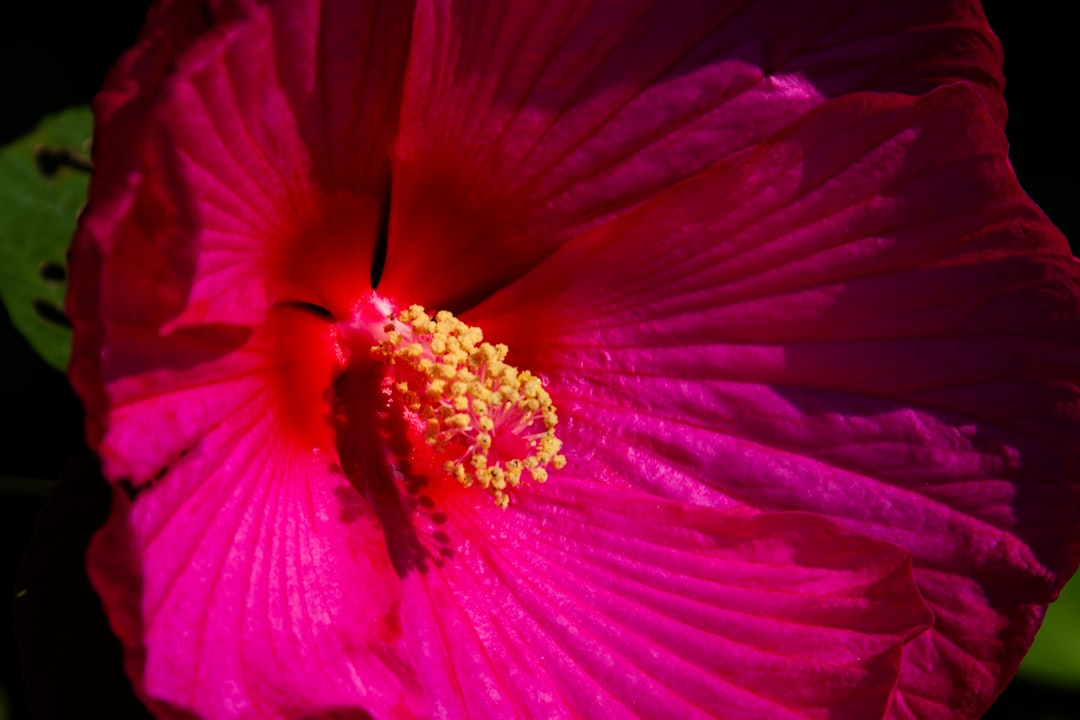 Secrets to Thriving Plants After Transplanting