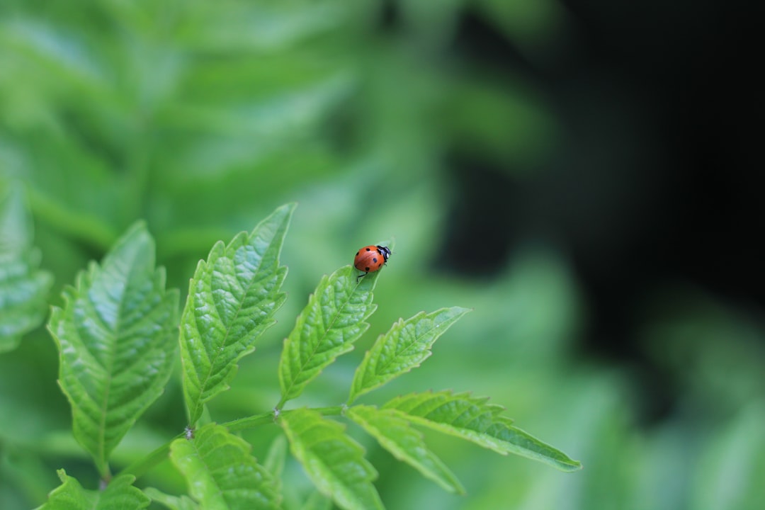 Unveiling the Secrets of Bay Leaf Plant Cultivation