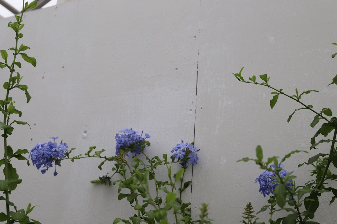Unleashing the Magic of Carrot Baskets in Your Garden