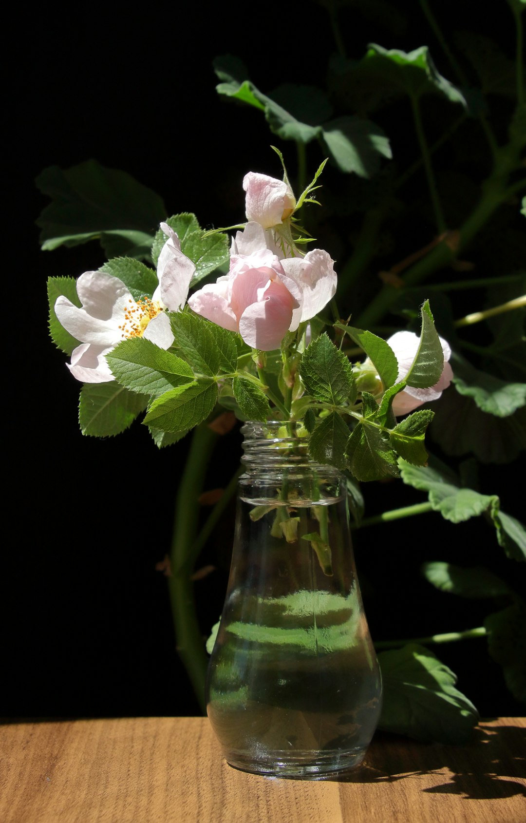 Reclaim Your Container Gardens from Ants