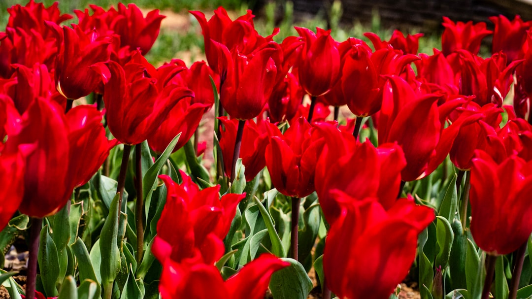 Unveiling the Charms of Baby Blue Eyes in Your Garden