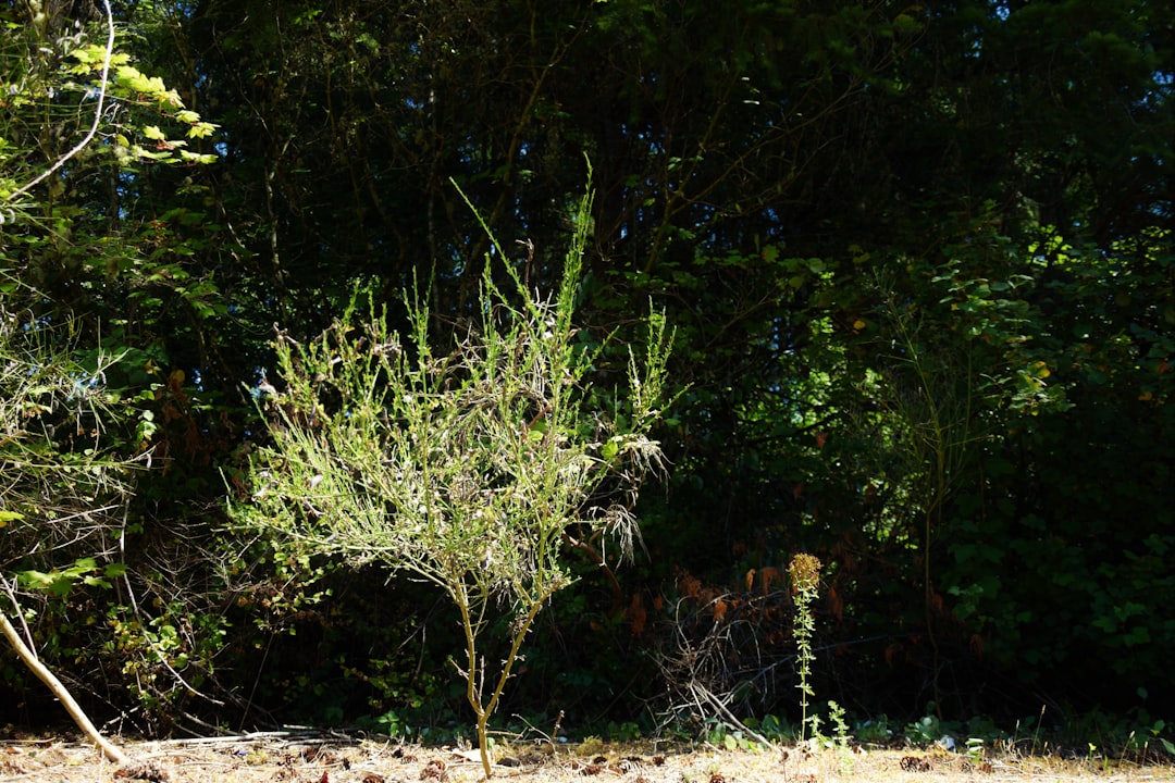 Unveiling the Secrets of Masterwort: A Shady Perennial Gem