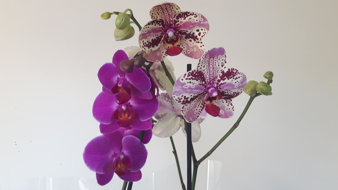 Unveiling the Beauty of Hollyhocks in Your Garden