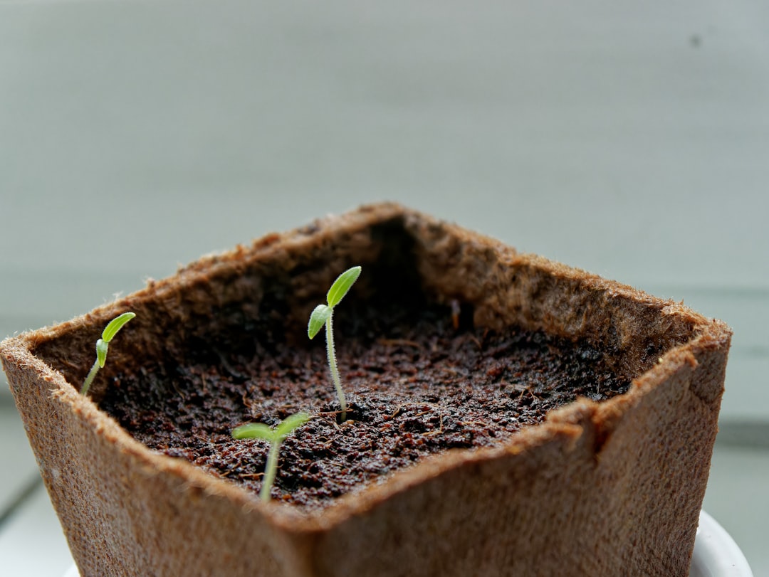 Unleashing the Secrets of Mint Propagation